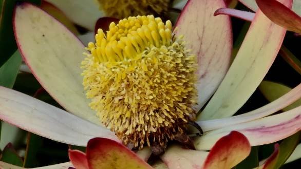 Leucadendron gandogeri male or pollen cone